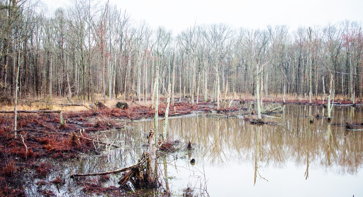 The Water is Slowly Swallowing the Forest