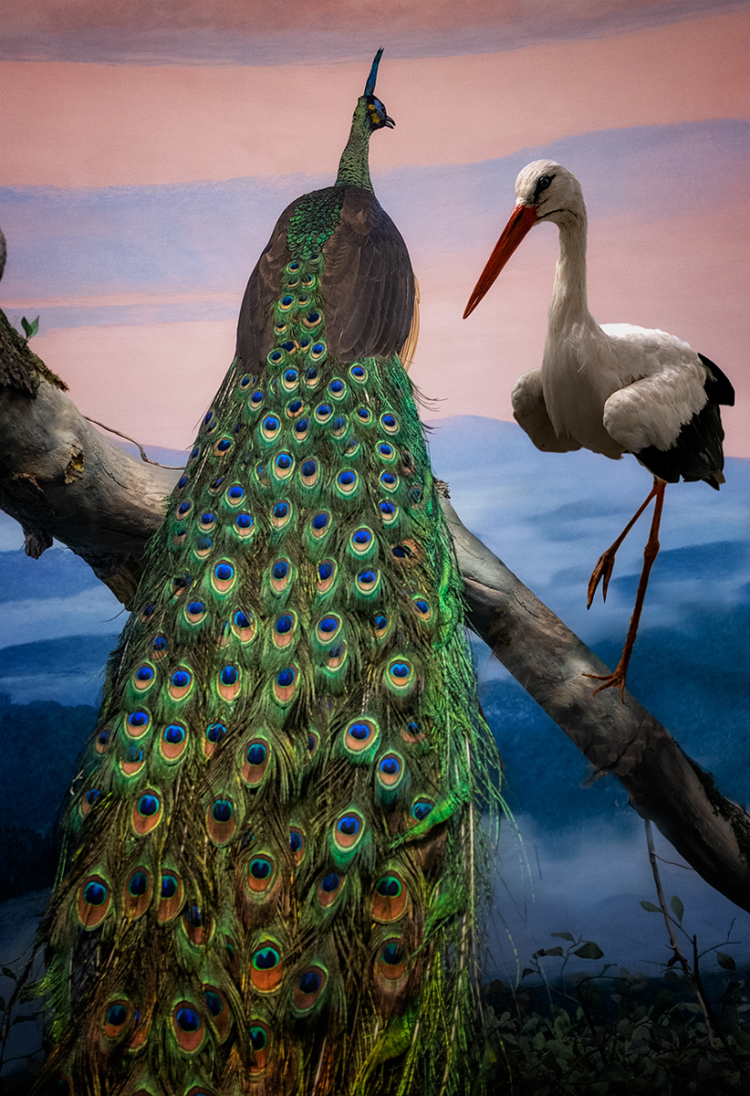 The Peacock & the Crane