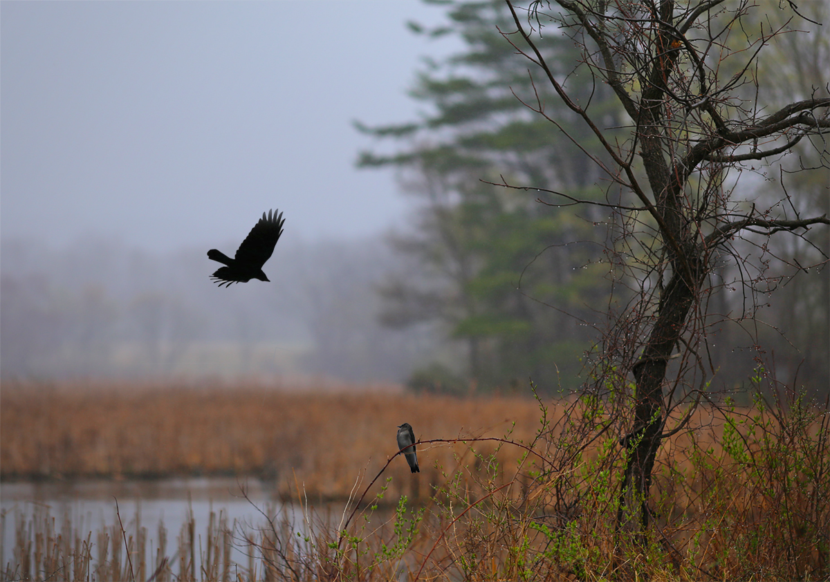 The Swallow & the Crow