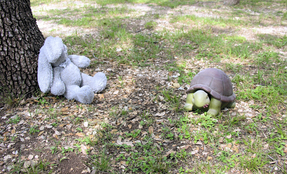 Tortise & Hare