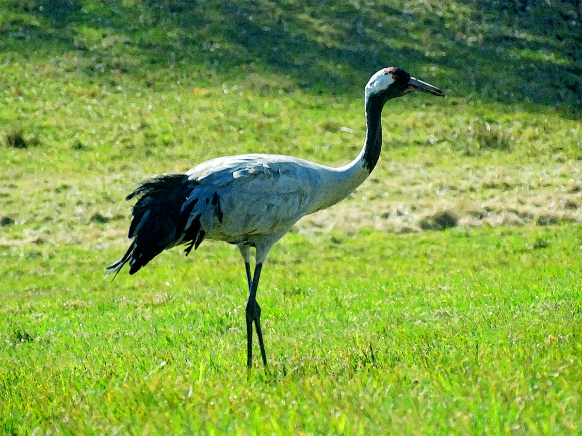 The Lonely Crane