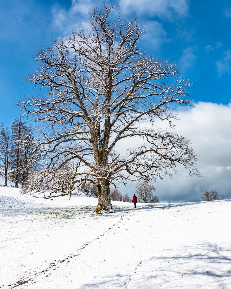 Giant Oak