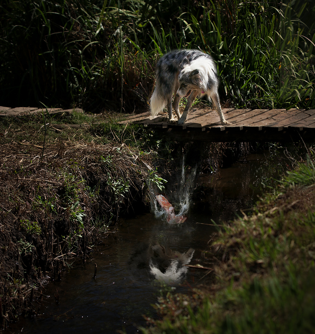 The dog and his reflection