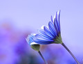 flower_blue
