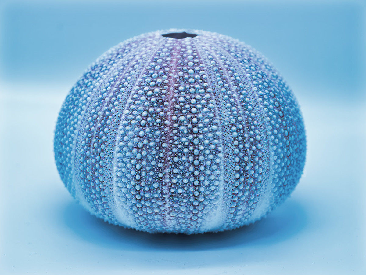 Sea Urchin blue filter