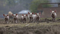 Piglets