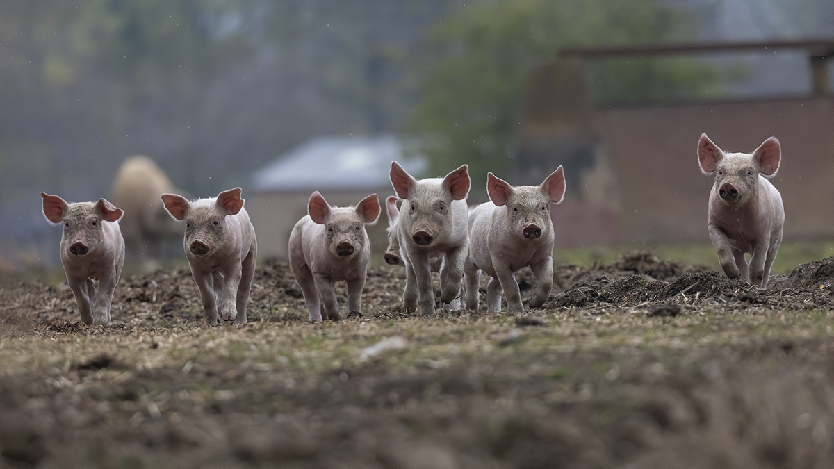 Piglets