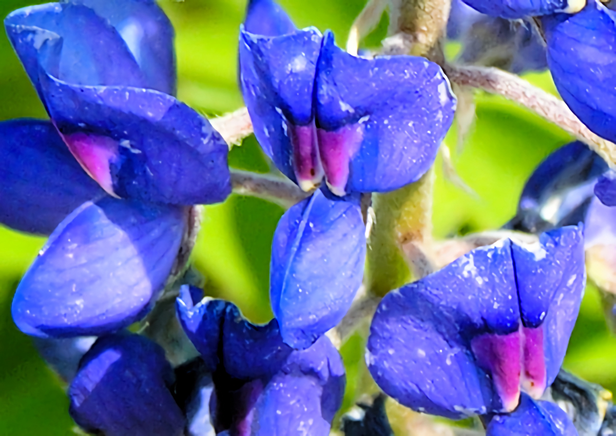 Bluebonnet Closeup