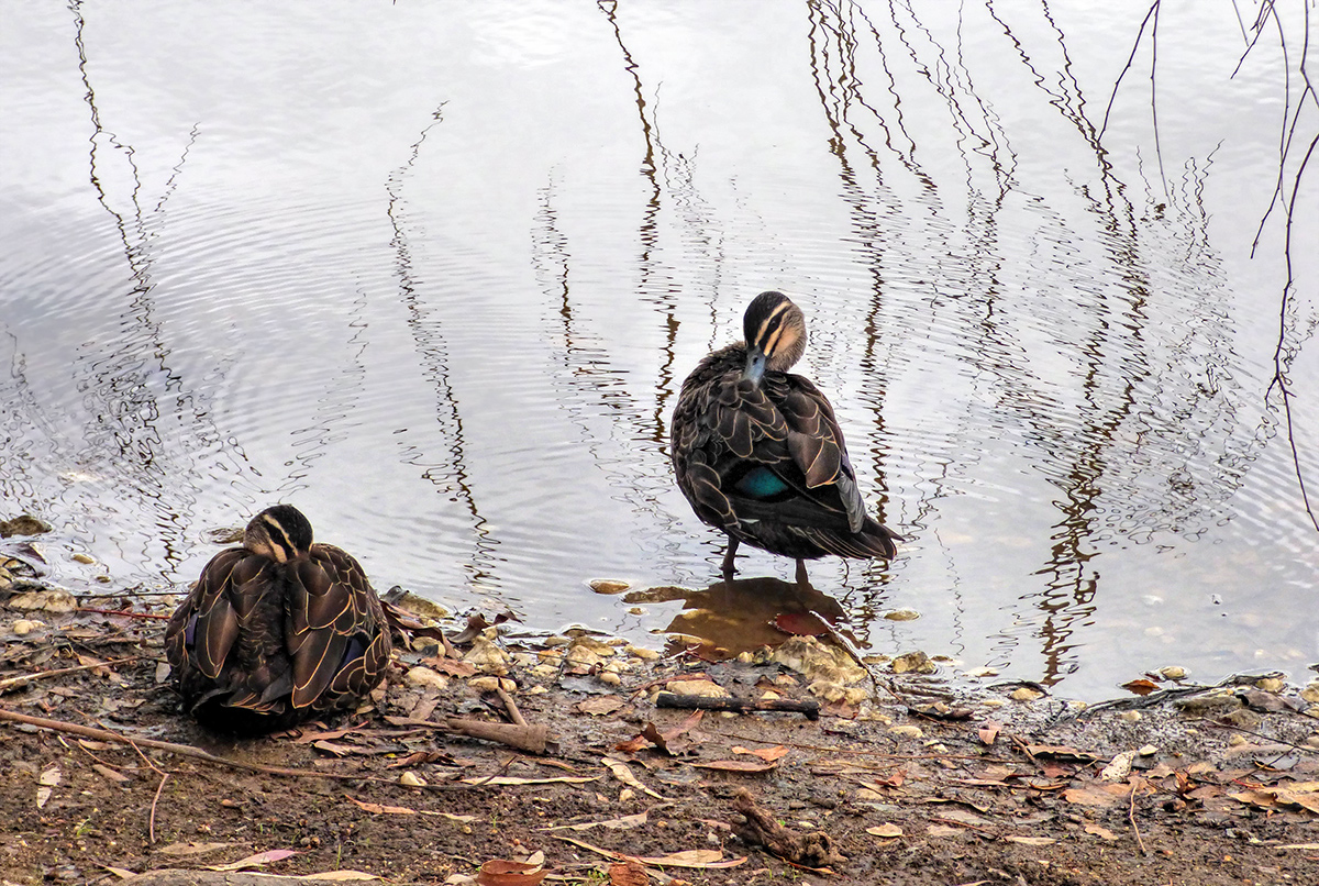 Two Ducks