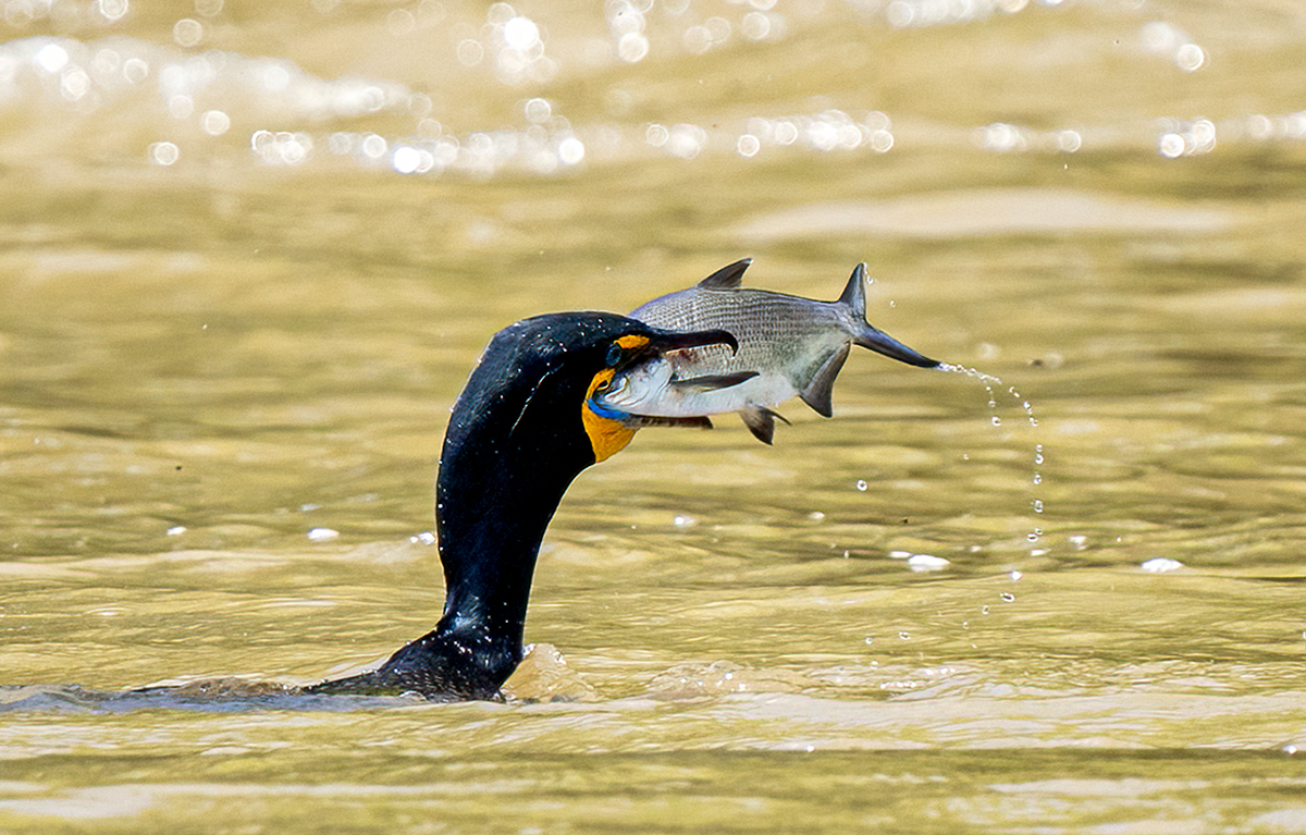 You really think you can swallow that??