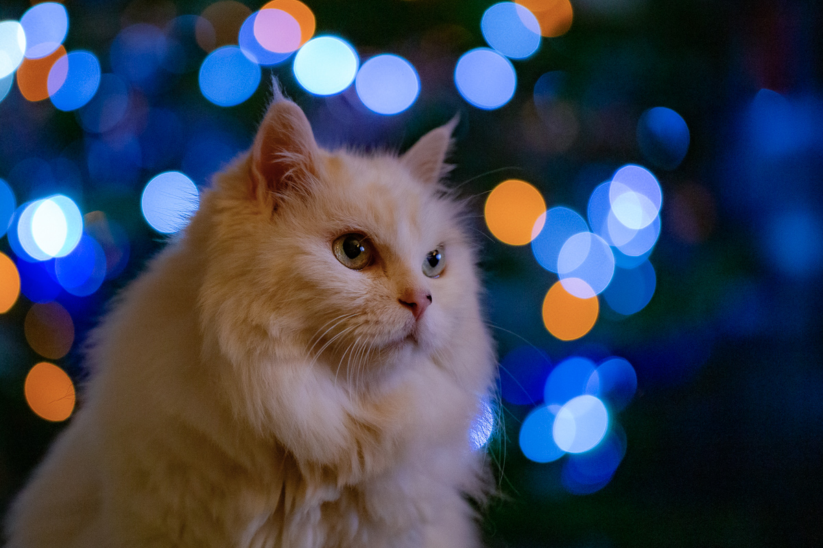 Last Christmas
