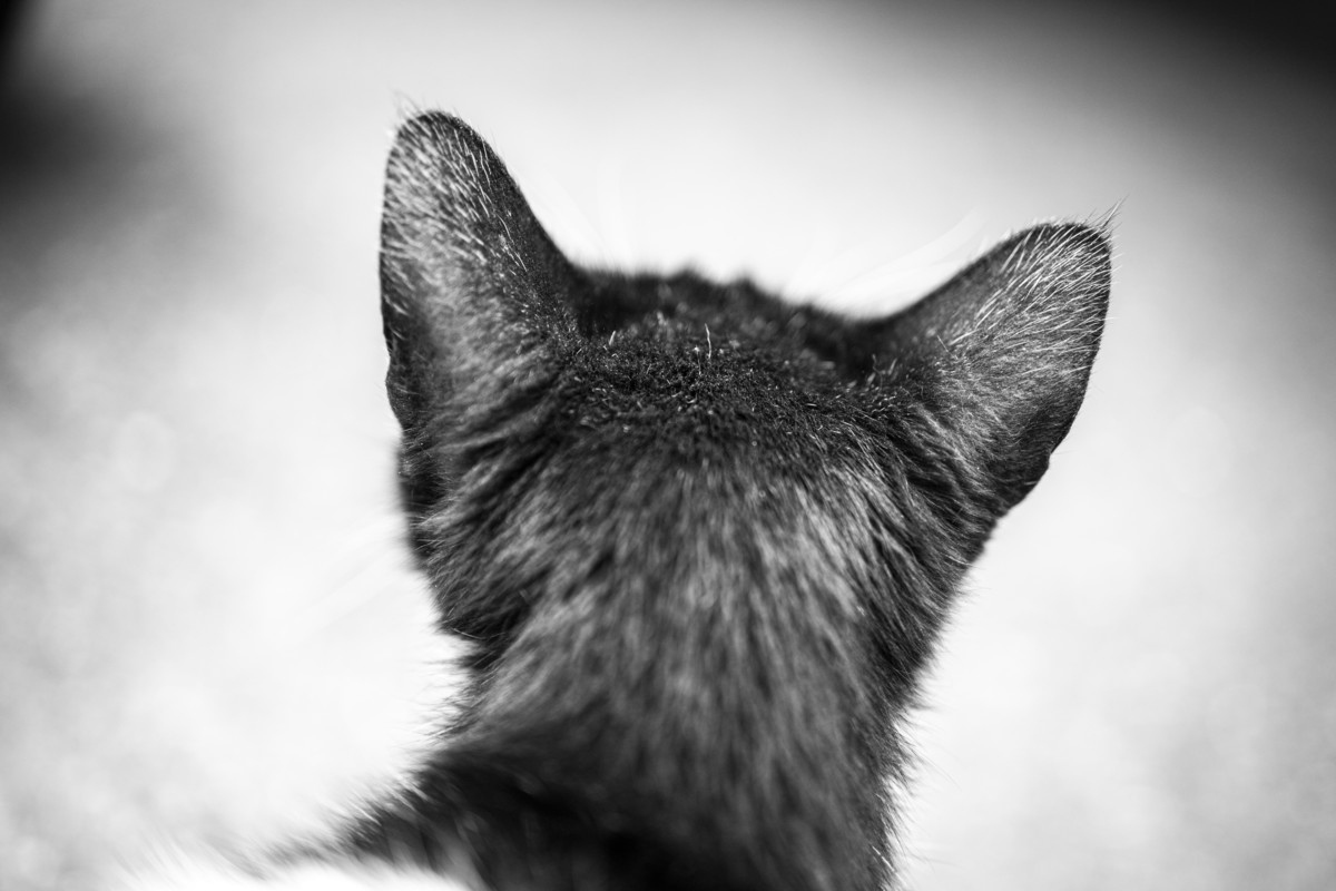 Cat ears
