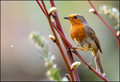 European Robin