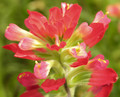 For color, use an Indian Paintbrush