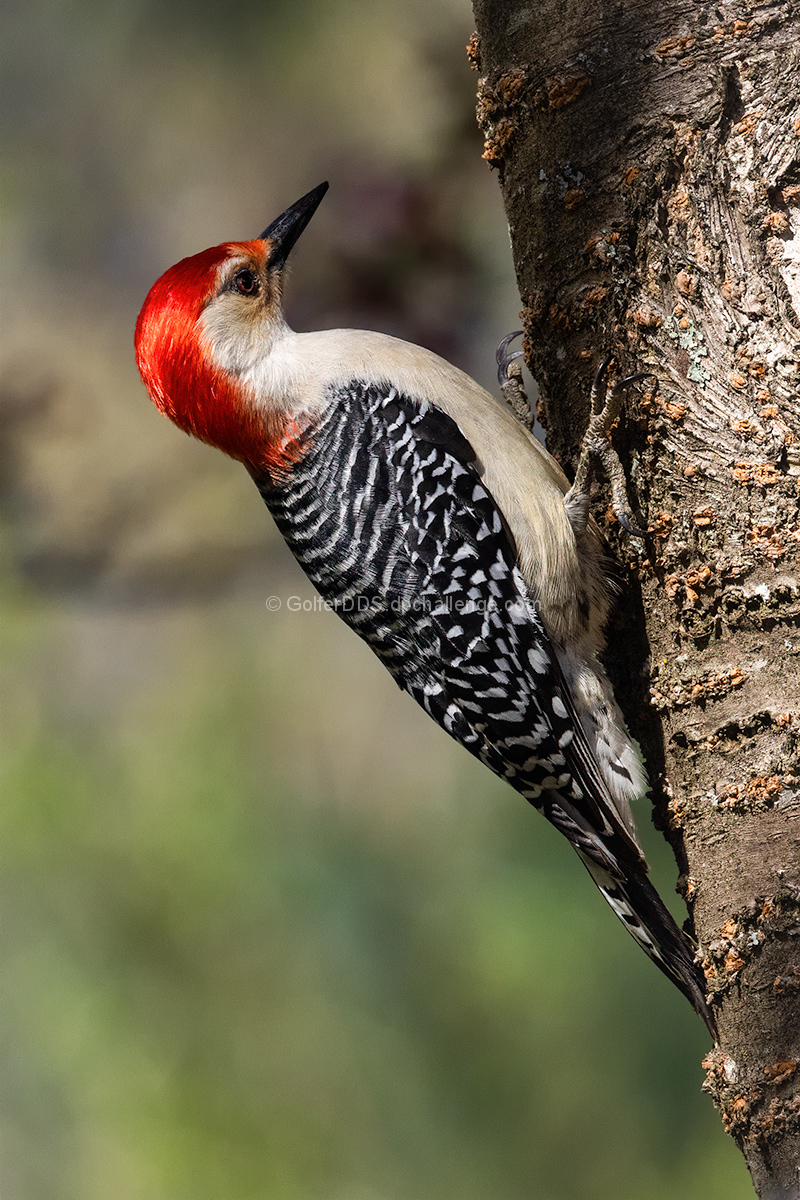 A Red Bellied Woodpecker