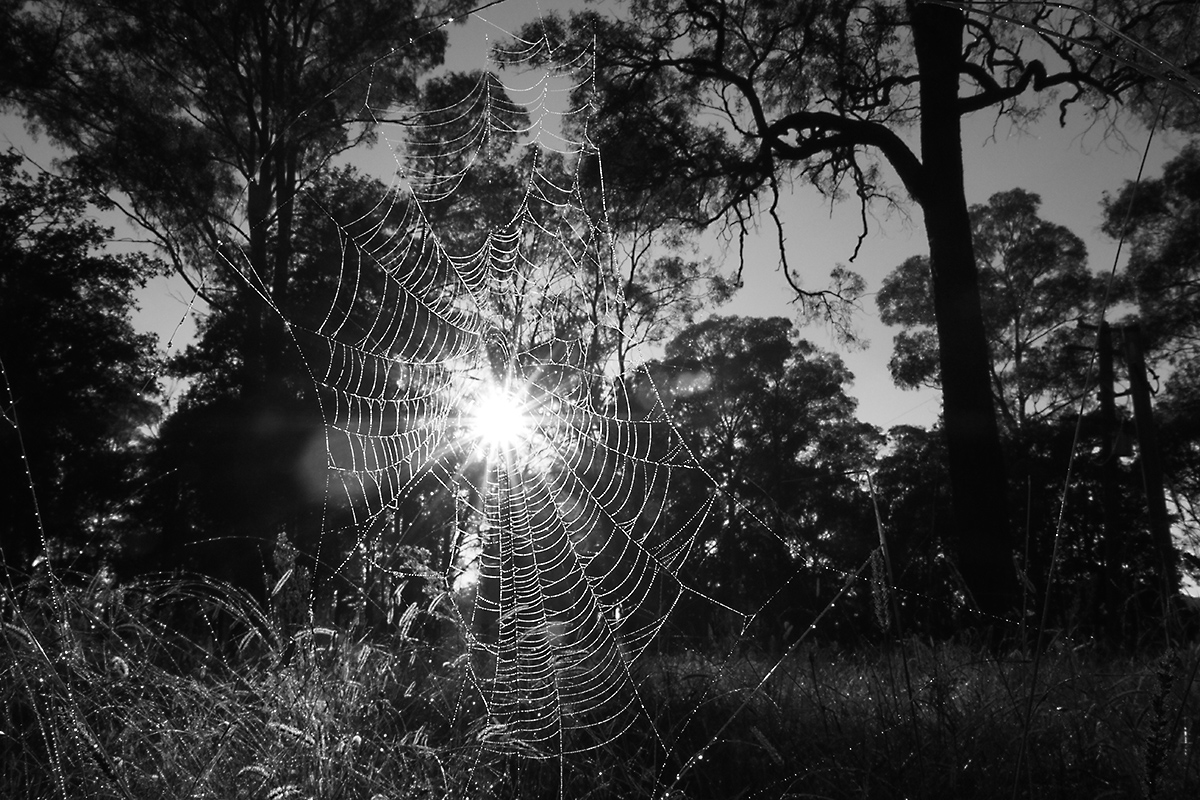 greeting the dawn