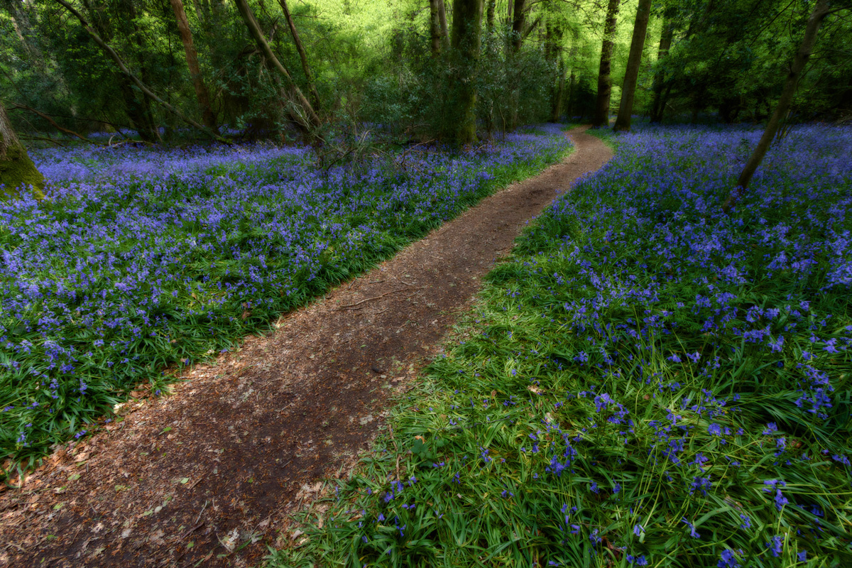 Staffhurst Wood