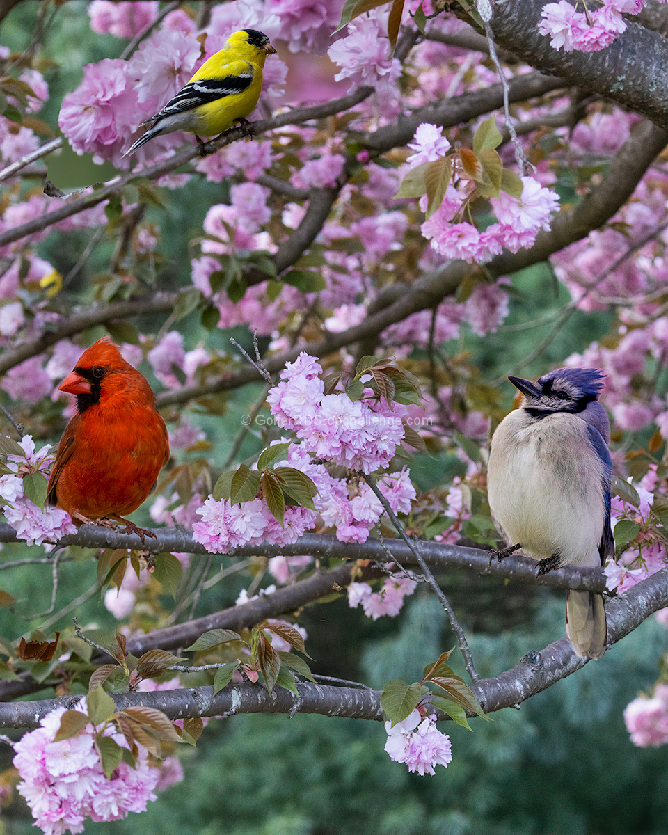 The Colors Of Spring