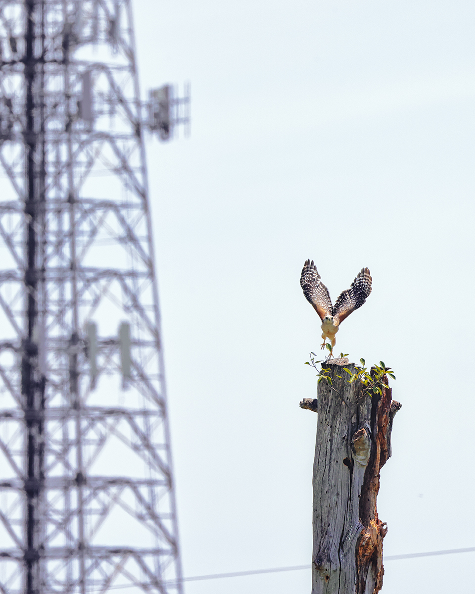 Loss of Natural Habitat