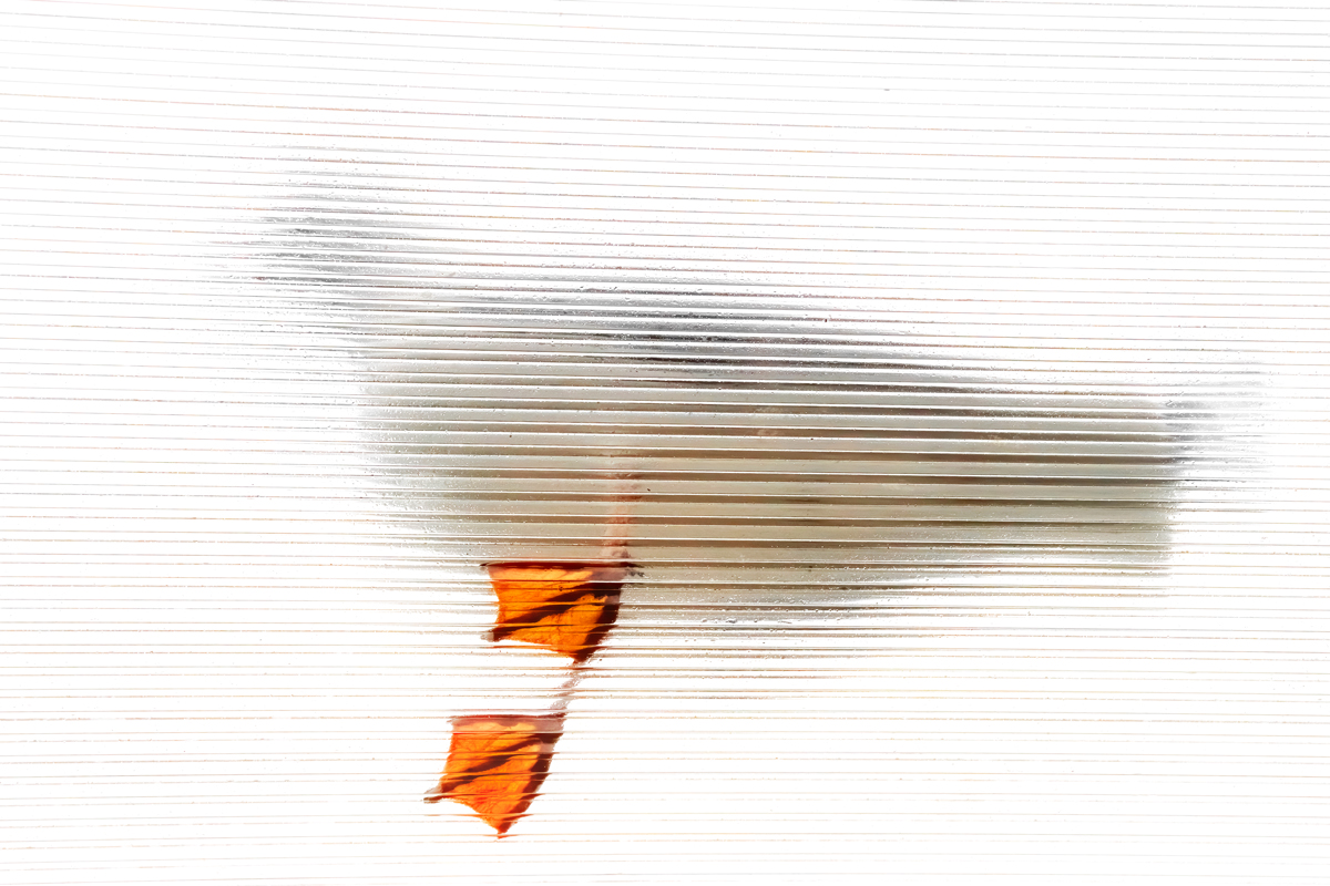 Herring Gull Feet