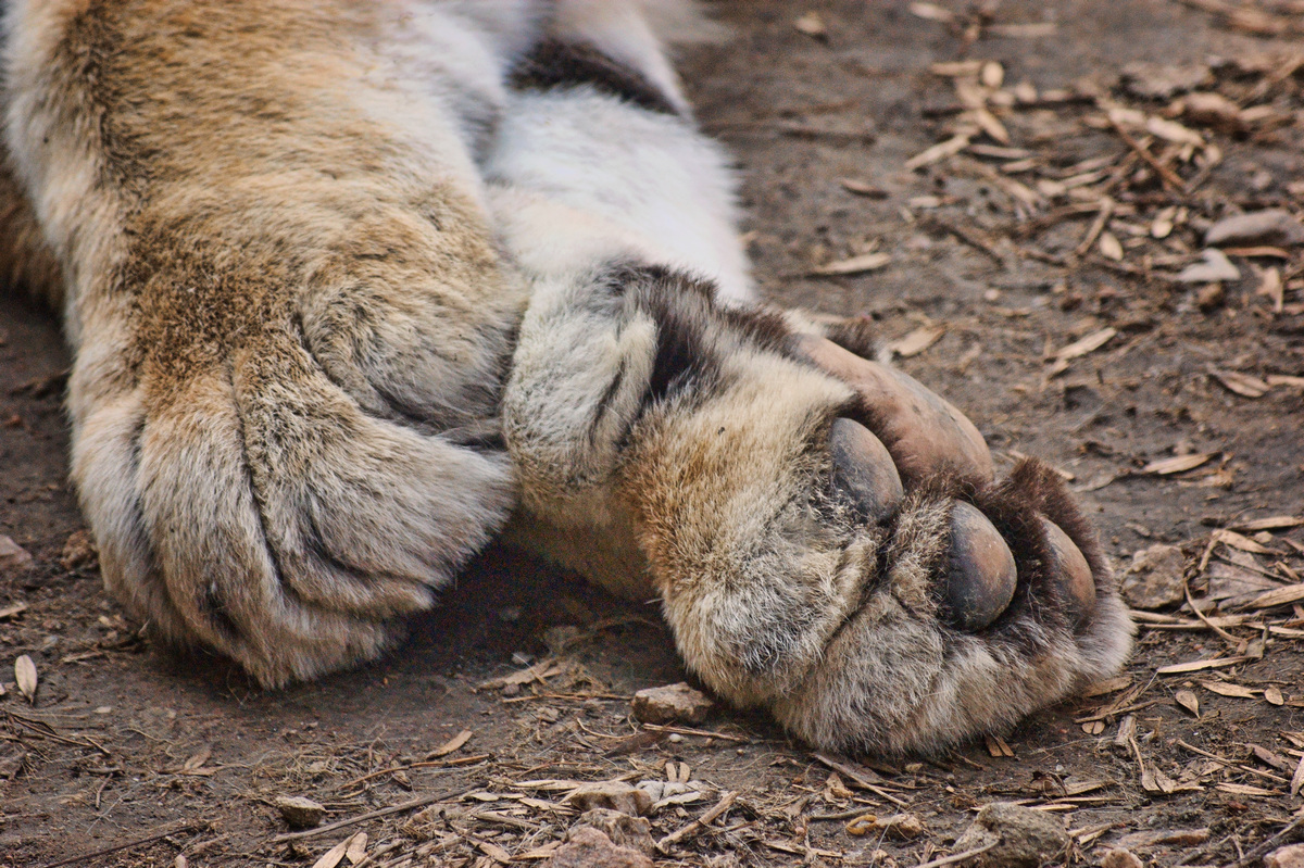 Tiger Paws