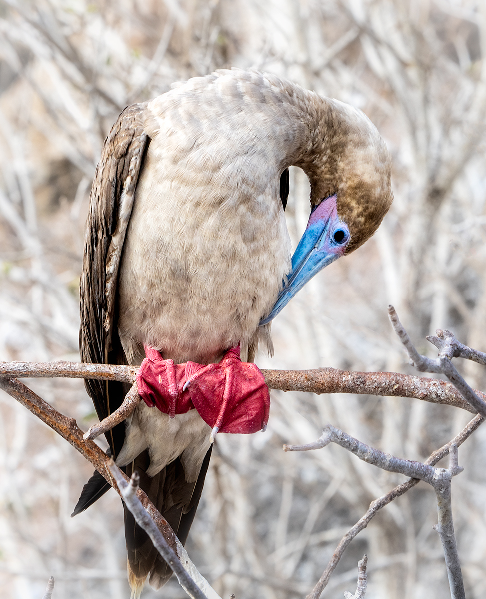 Red-Footed Booby