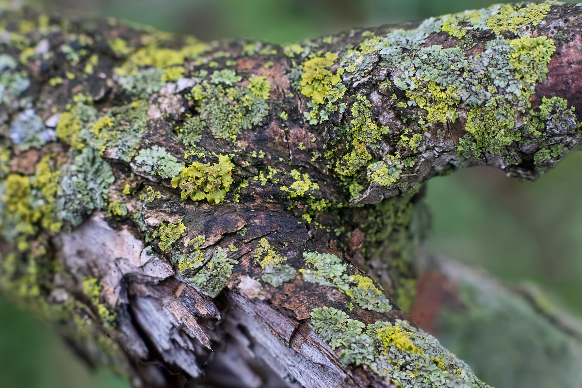 Lichen What You See?