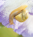 TheSnailLady + Iris = Snail on an Iris