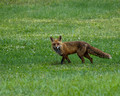 balancedfox + right field= A Fox In A Field