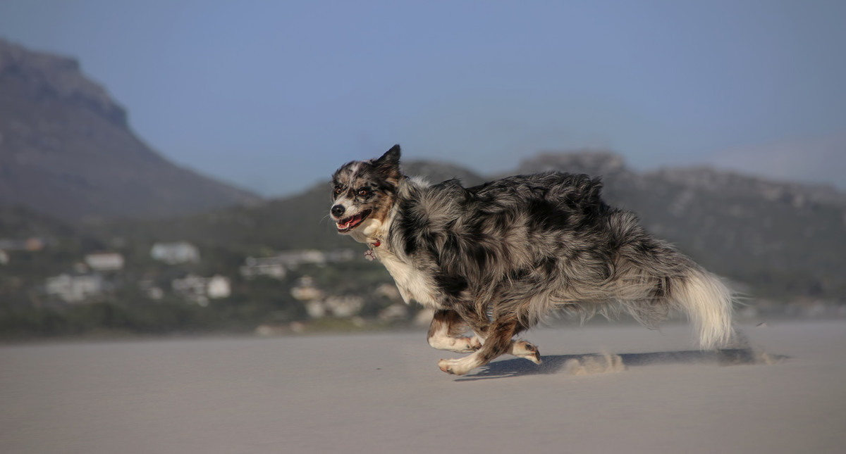 Flyingdog + d_longbeach = Flying Dog on Long Beach