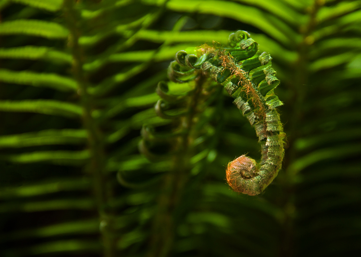 Curlywee + fernj = Curly Fern