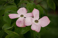 Dogwood Blossoms