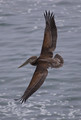 Beauty of Flight