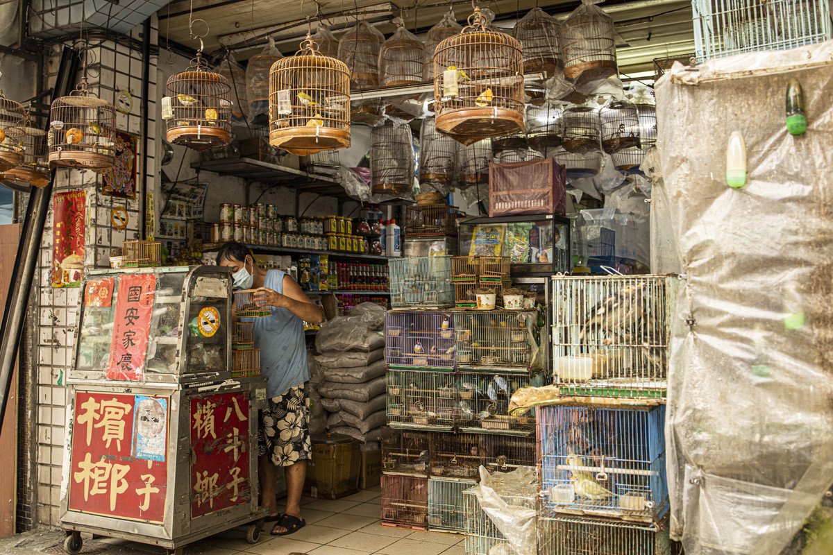 The bird shop