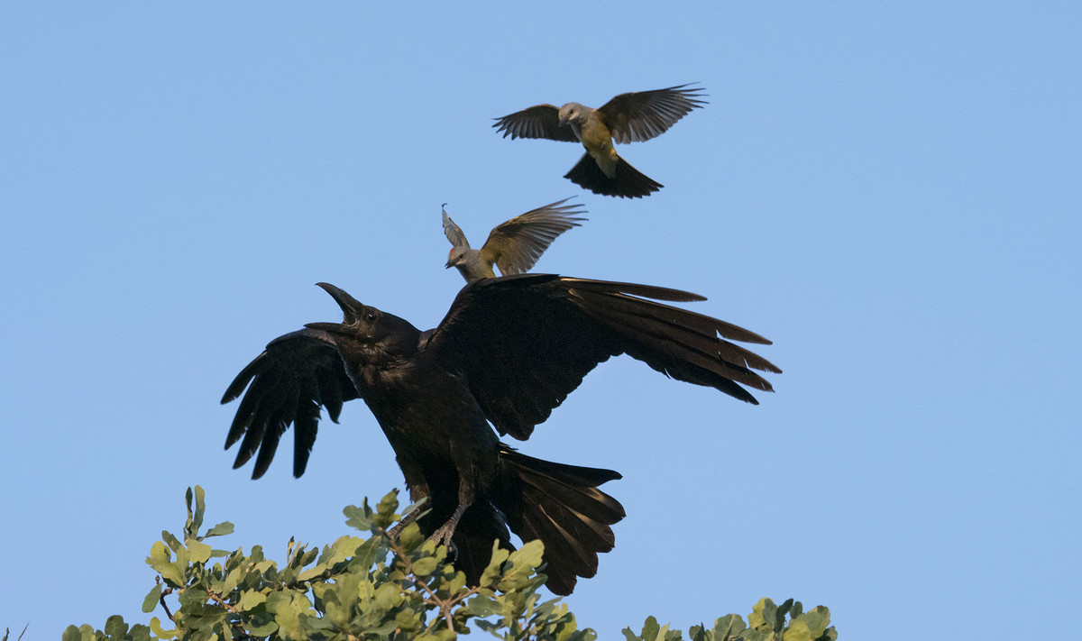 Bird Wars