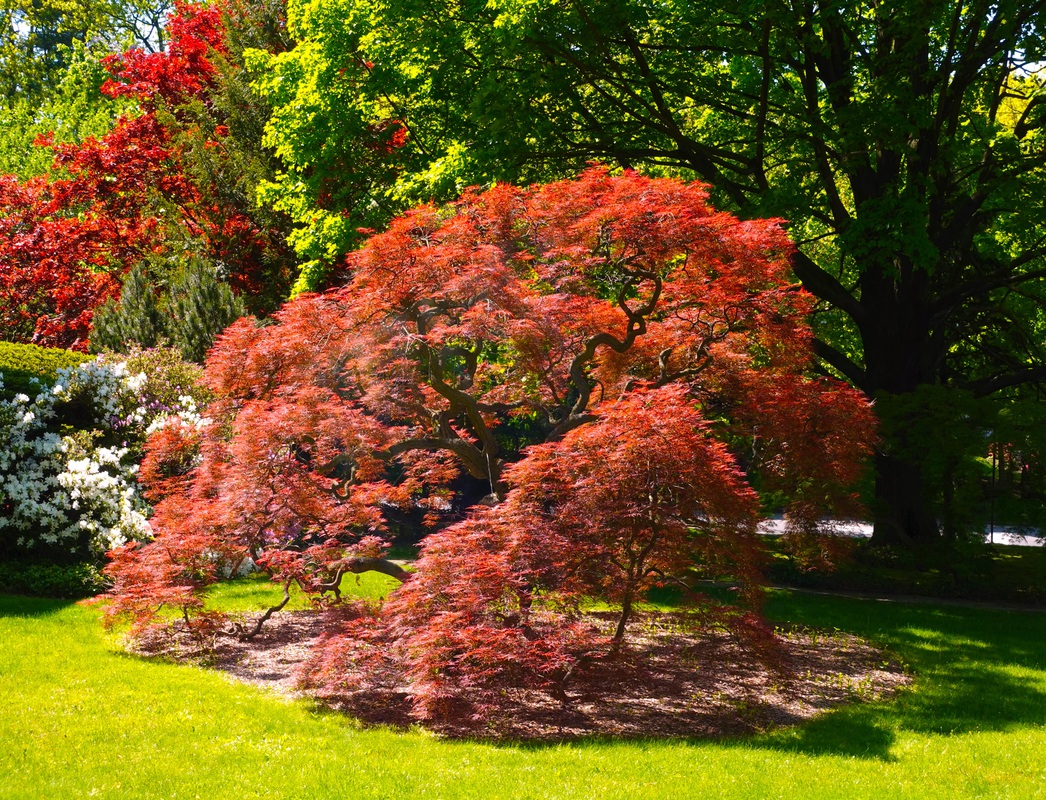 BurningTree