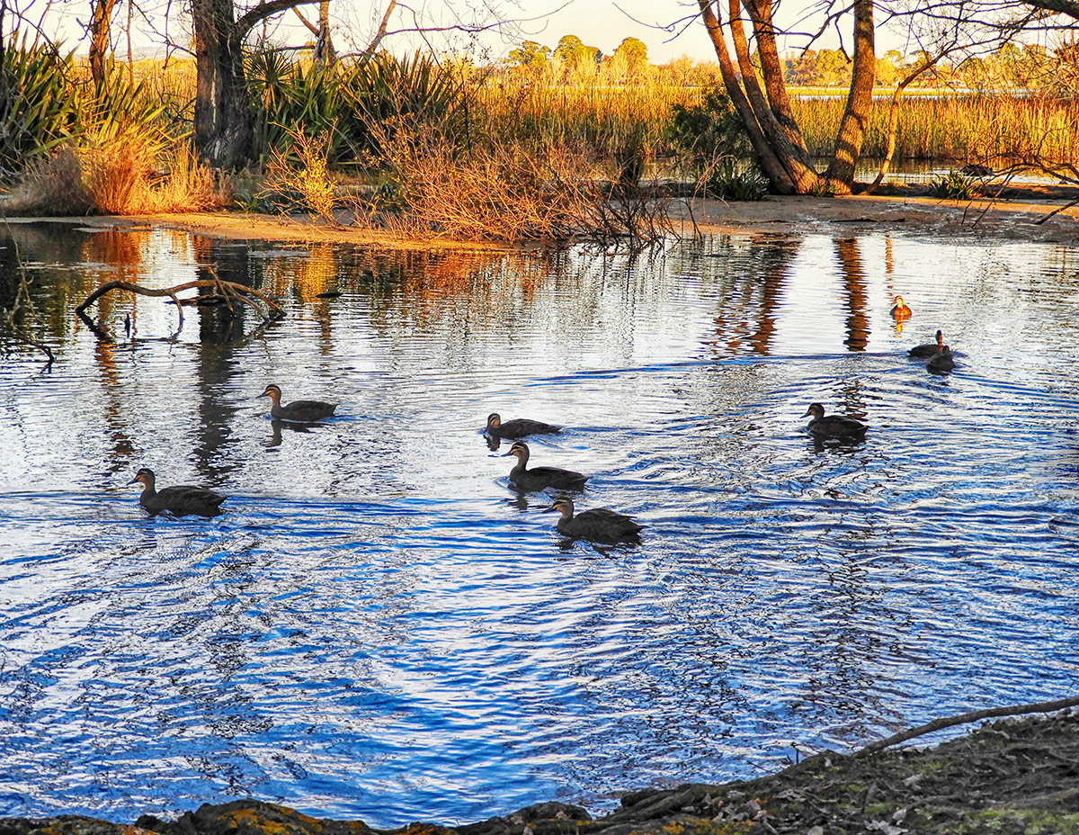 Fairyland Ducks