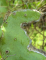 S-Curve (Prickly Pear Cactus)