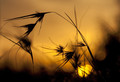 Late afternoon Contre-Jour
