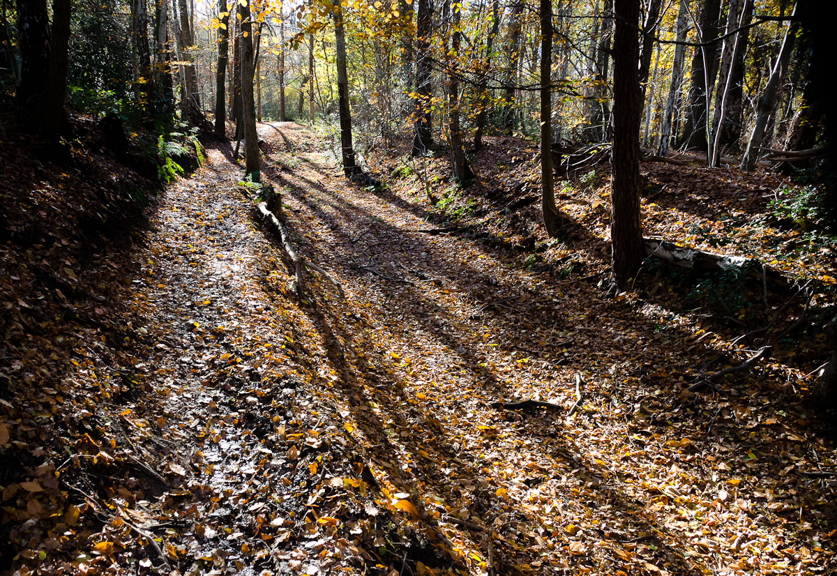 autumn walk