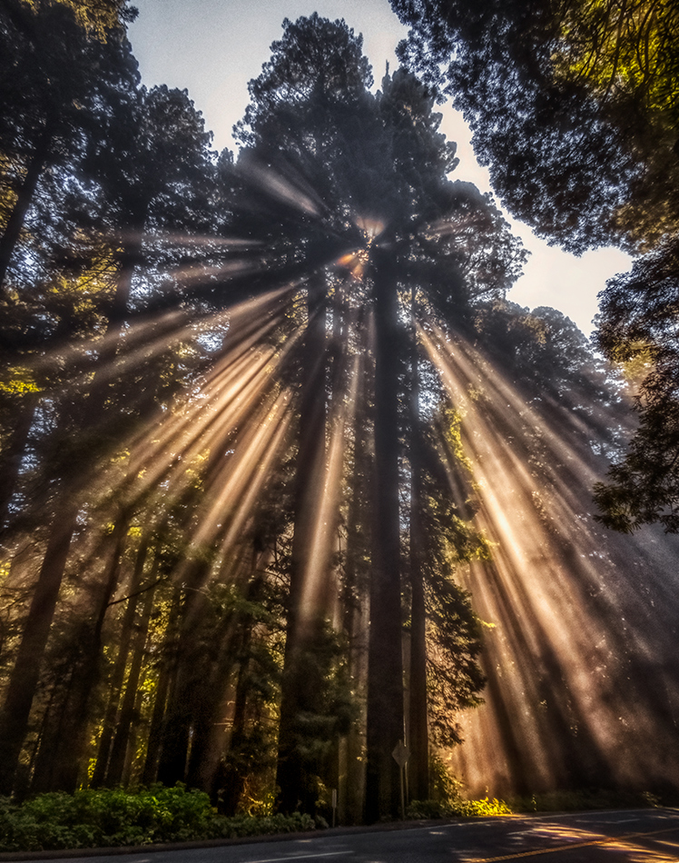 Redwoods, Humboldt County, 2019