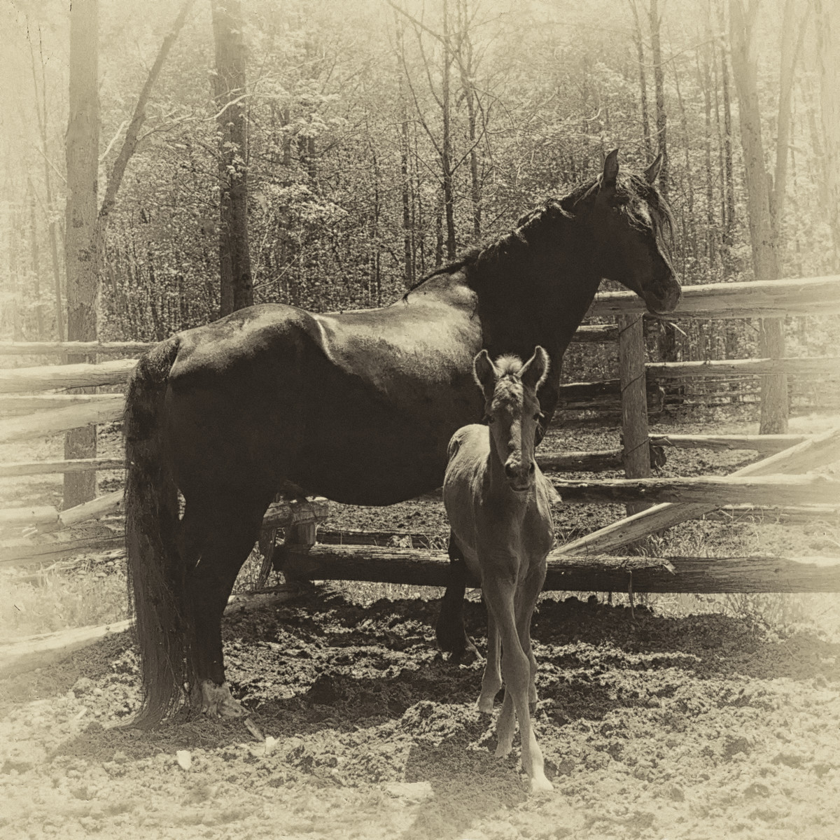 Filly Flyby