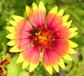 Round and round the Indian Blanket