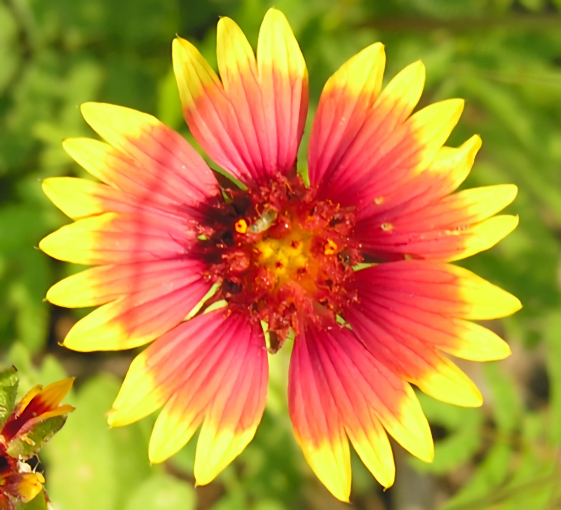 Round and round the Indian Blanket