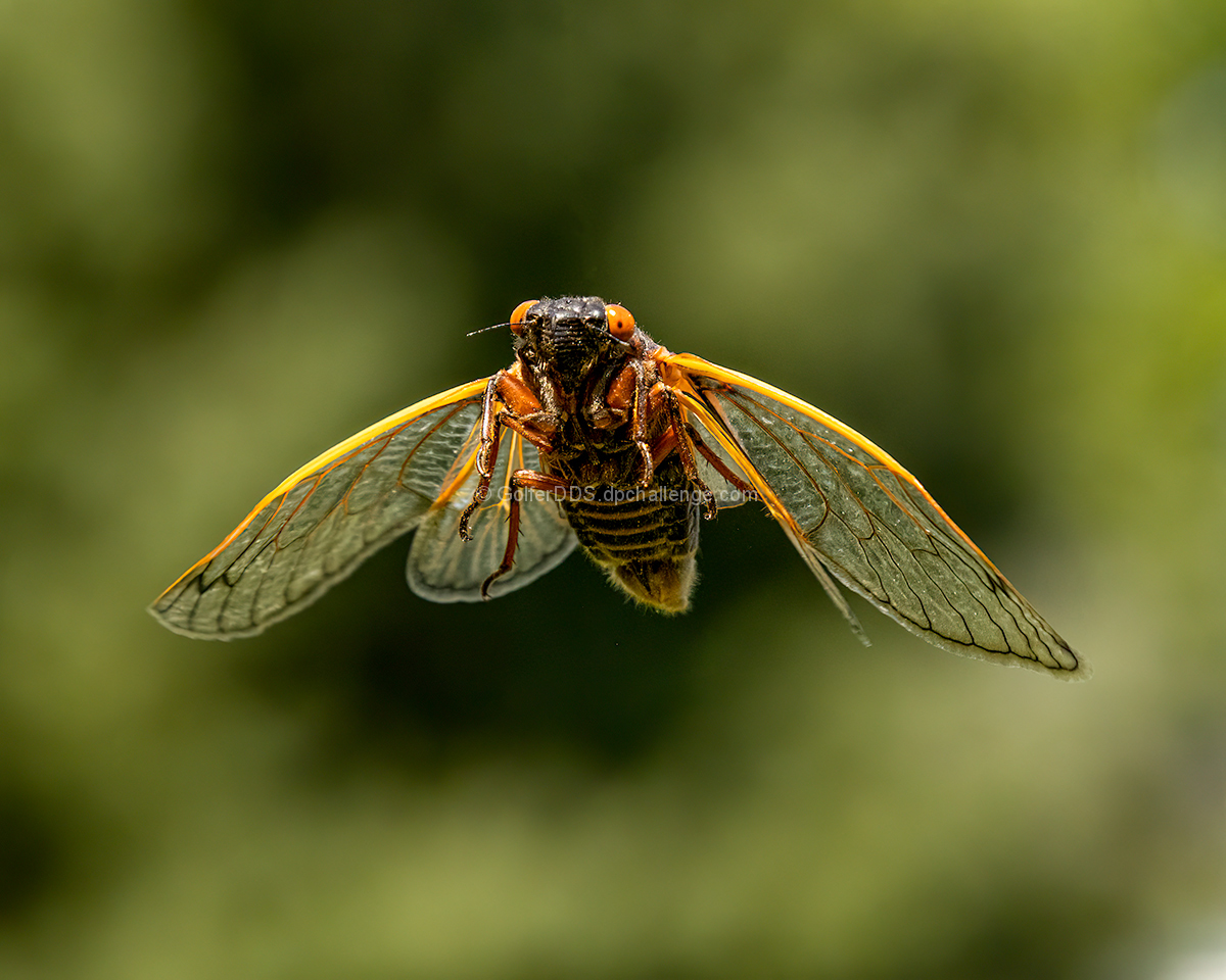 Cicada In Flight