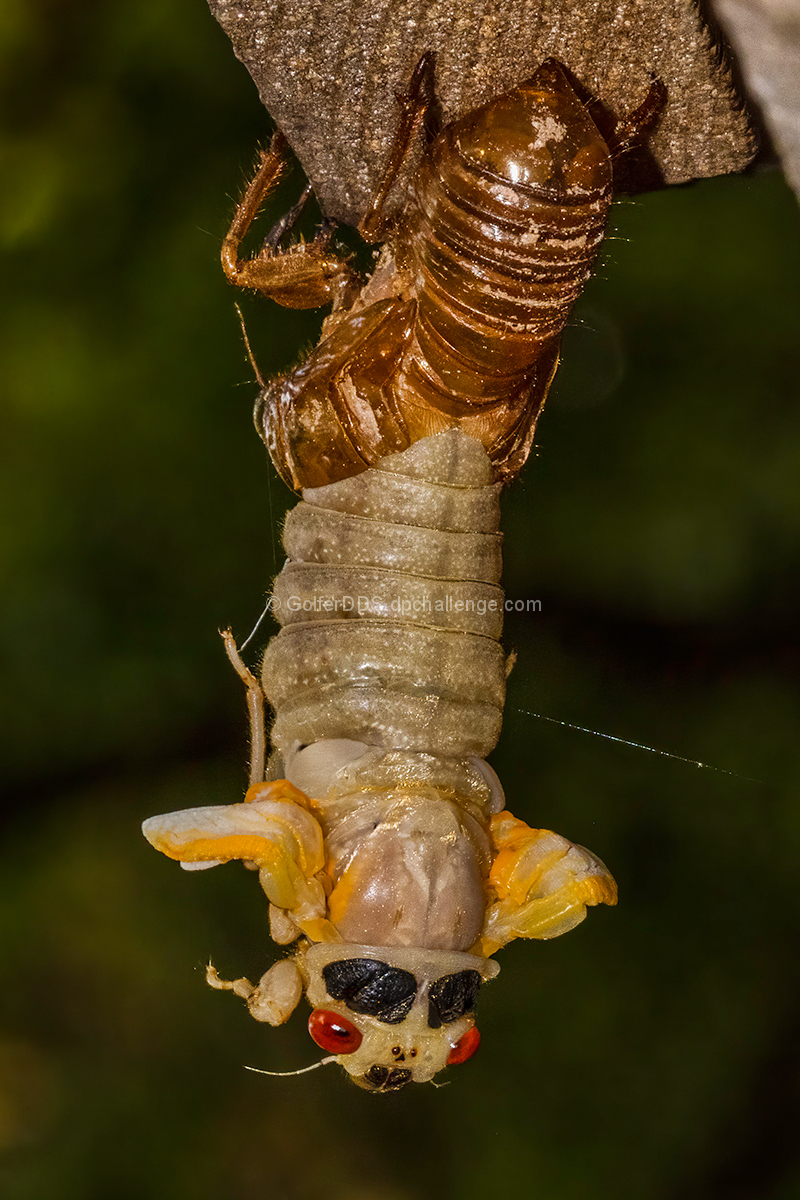 A Big Cicada Debuts 