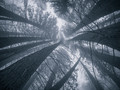 Bewitched Forest