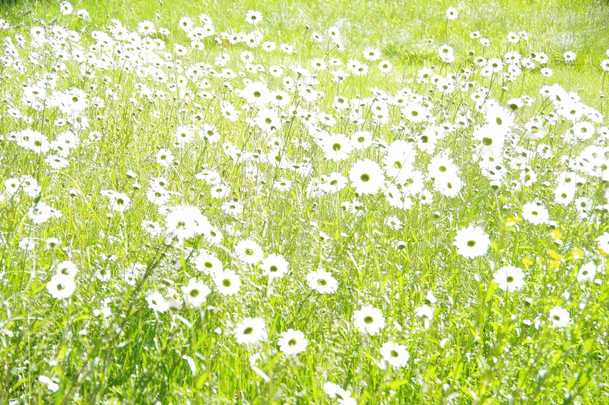daisies