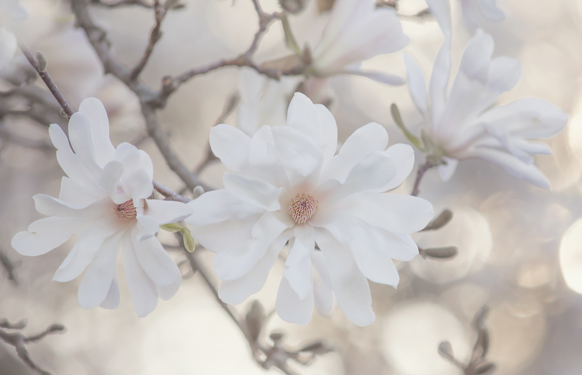 Three Blooms