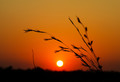 African Sunset